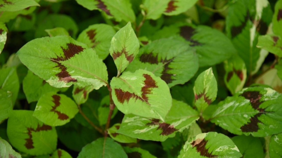 Persicaria foliformis