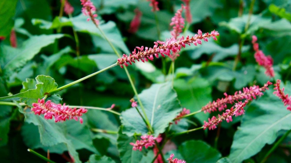 Rdesno objímavé (Persicaria amplexicaulis)