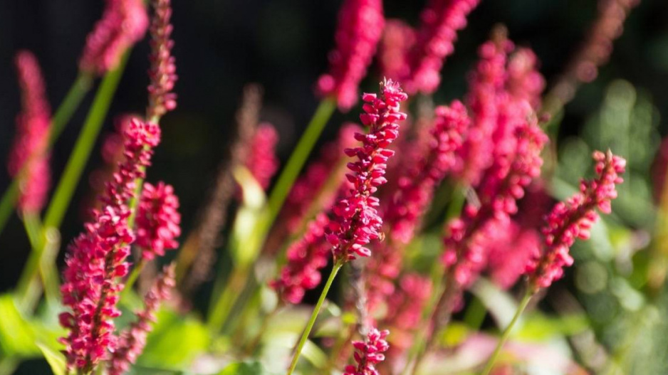 Rdesno objímavé (Persicaria amplexicaulis) 'Firetail'