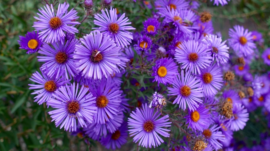 Hvězdnice novoanglická (Aster novae-angliae)