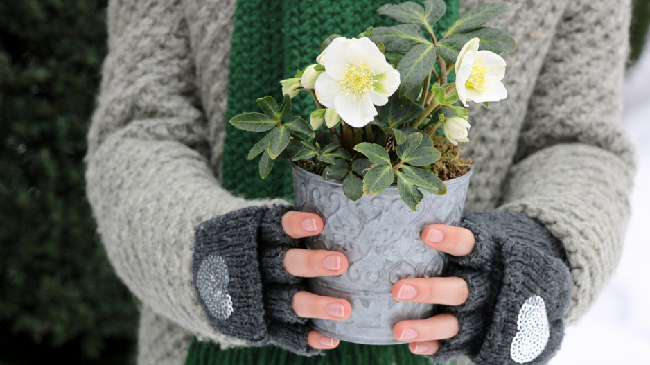 Čemeřice černá (Helleborus niger) v nádobě