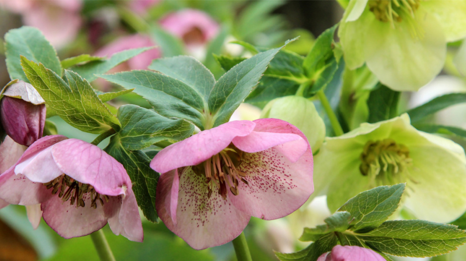 Čemeřice černá (Helleborus niger)