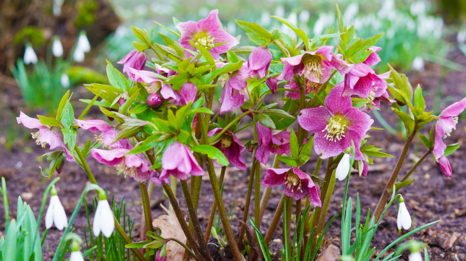 Čemeřice černá (Helleborus niger)