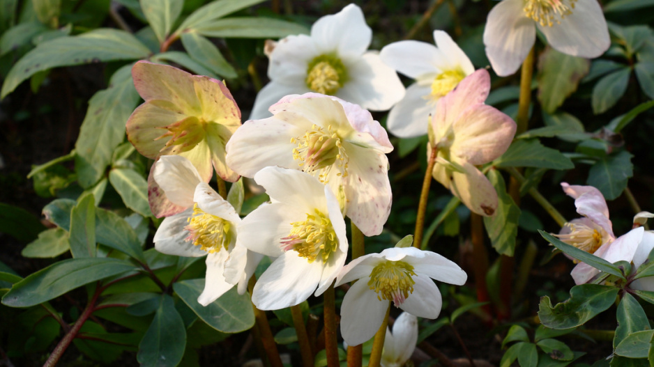 Čemeřice černá (Helleborus niger)