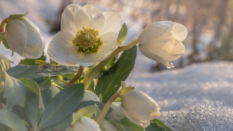 Čemeřice černá (Helleborus niger)