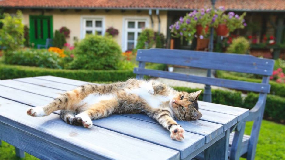Kočka rozvalená na zahradním stole
