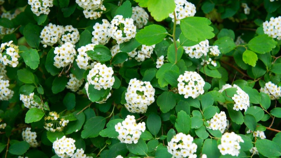 Tavolník břízolistý (Spiraea betulifolia) 'Tor' 