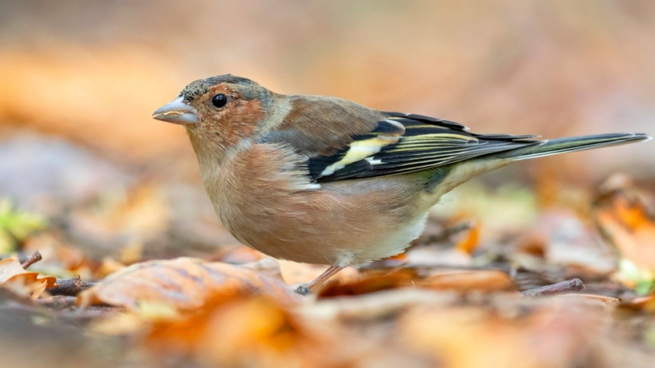 Pěnkava obecná (Fringilla coelebs)