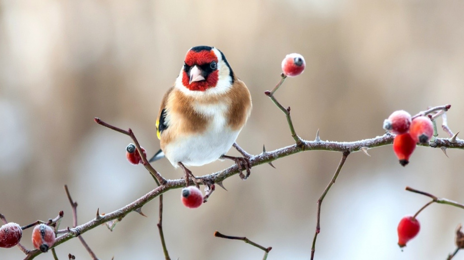 Stehlík obecný (Carduelis carduelis)