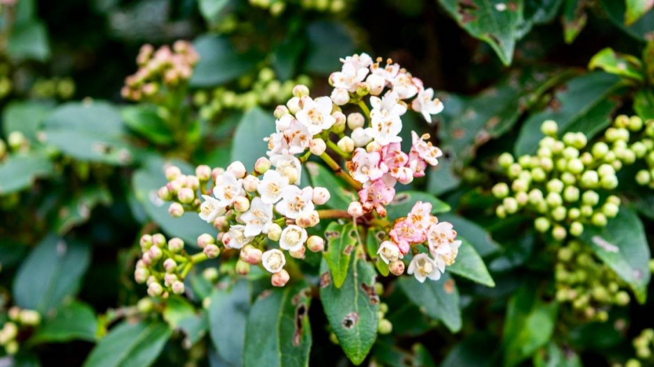 Kalina modroplodá (Viburnum tinus) 'Gwenllian' 