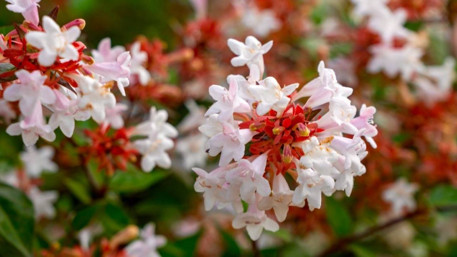 Abélie velkokvětá (Abelia x grandiflora)