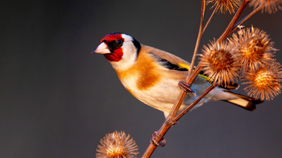 Stehlík obecný (Carduelis carduelis)