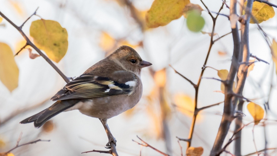 Pěnkava obecná (Fringilla coelebs)