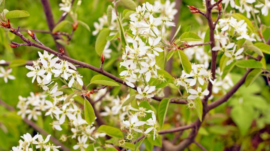 Muchovník kanadský (Amelanchier canadensis)