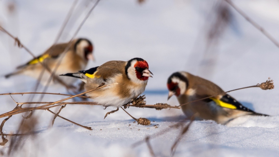 Stehlík obecný (Carduelis carduelis)