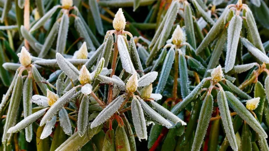 Rododendron se svinutými listy