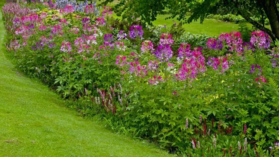 Smíšený záhon v trávníku