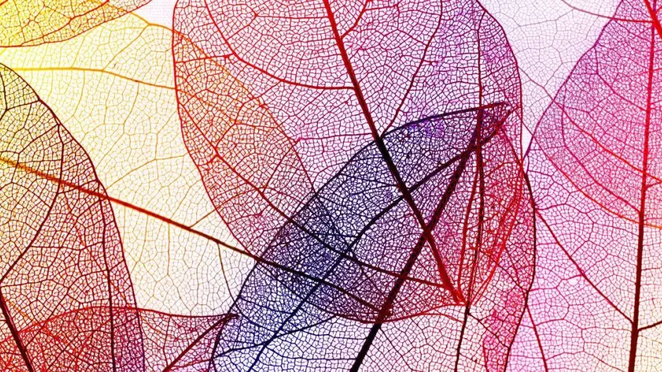 Barevné skeletové listy