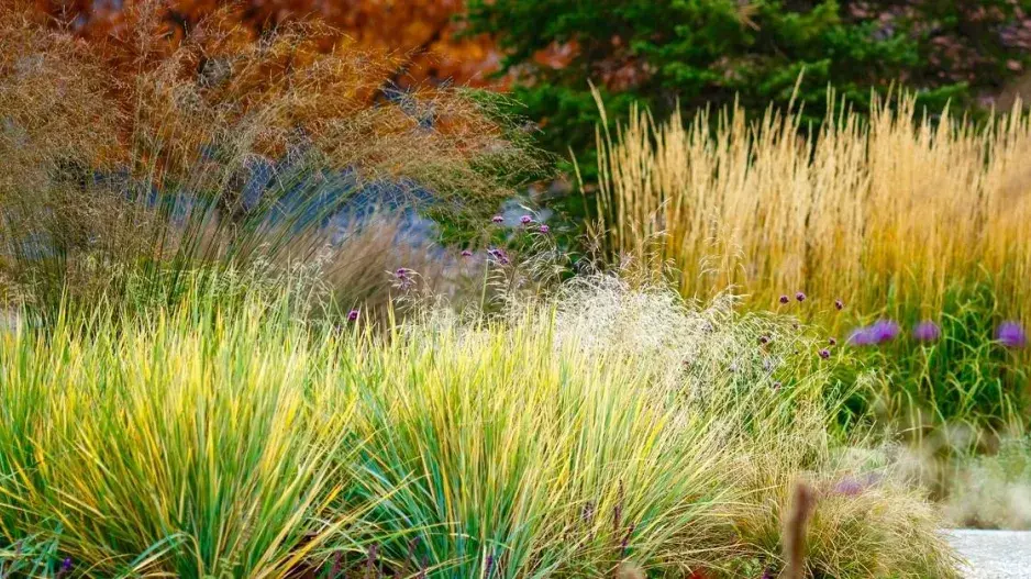 Okrasné trávy v podzimní zahradě