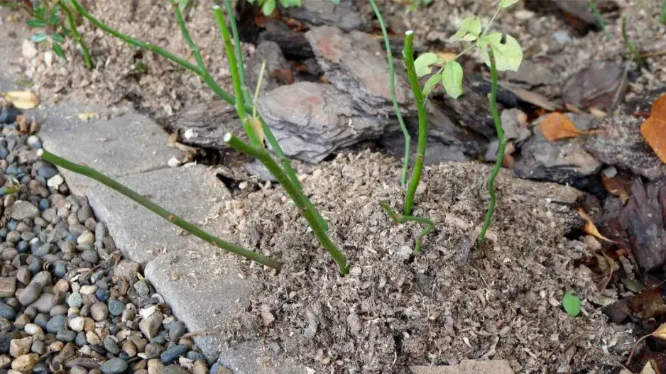 Růže zahrnuté na zimu pilinami Růže zahrnuté na zimu pilinami