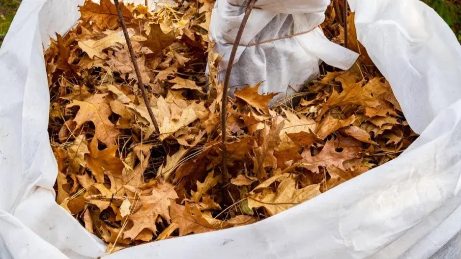 Zimní ochrana rostlin pomocí suchého listí Zimní ochrana rostlin pomocí suchého listí