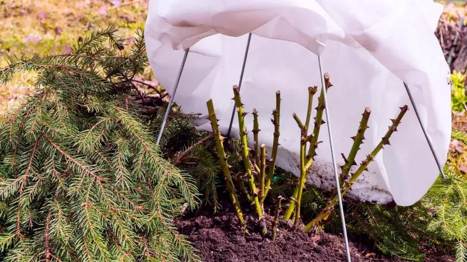 Ochrana rostlin před nástupem zimy Ochrana rostlin