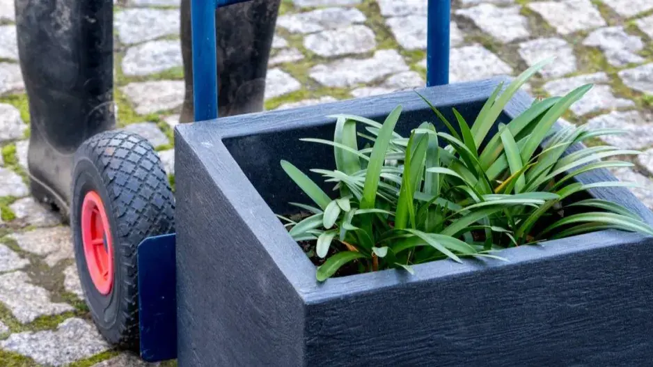 Přesun přenosných rostlin do tepla Přesun přenosných rostlin do tepla