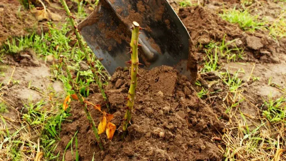 Zimní ochrana růže přihrnutím půdy Zimní ochrana růže přihrnutím půdy