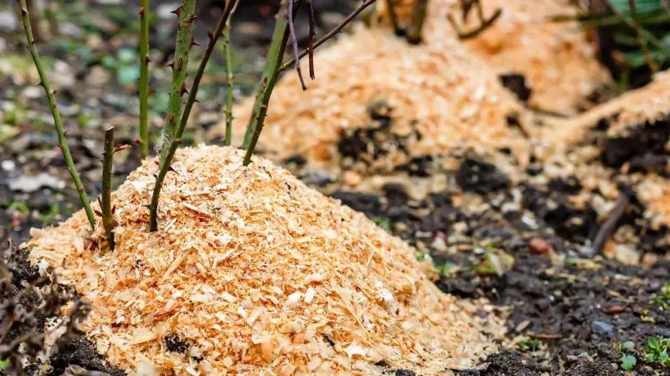 Růže zasypané hoblinami Růže zasypané hoblinami