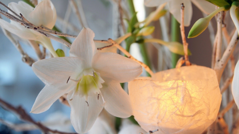 Bílé květy líbenky