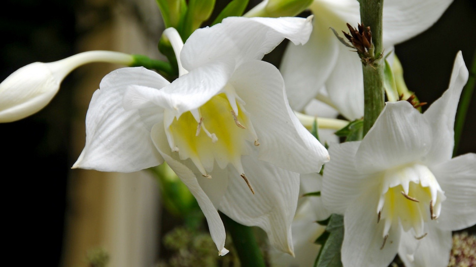 Bílé květy líbenky