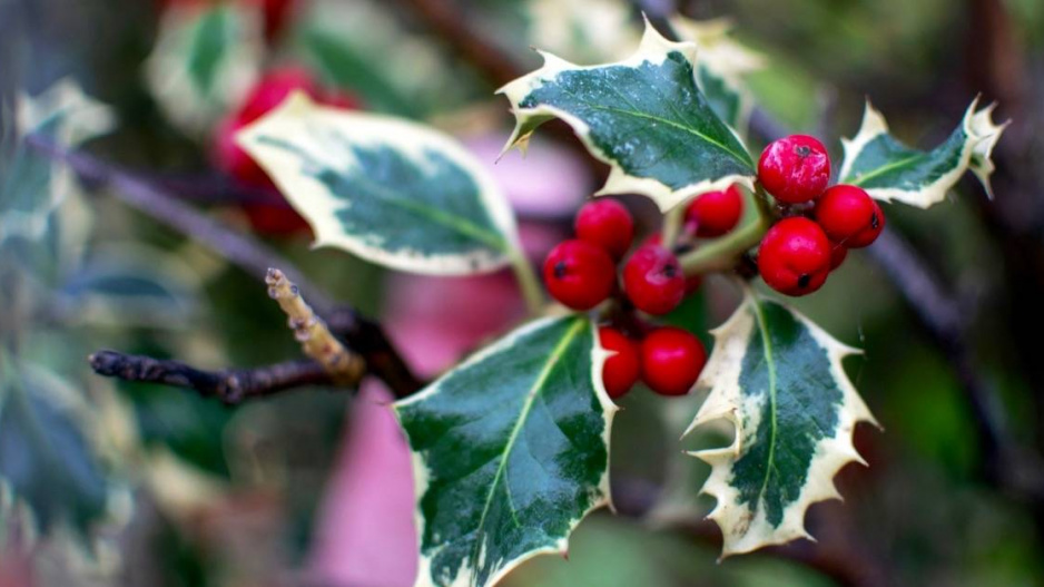 Cesmína ostrolistá (Ilex aquifolium)