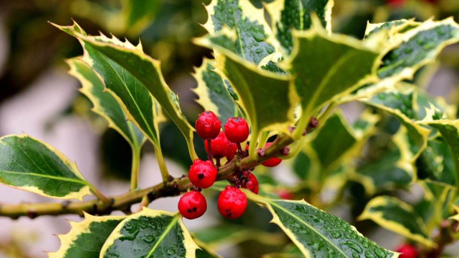 Cesmína ostrolistá (Ilex aquifolium) 'Madame Briot'