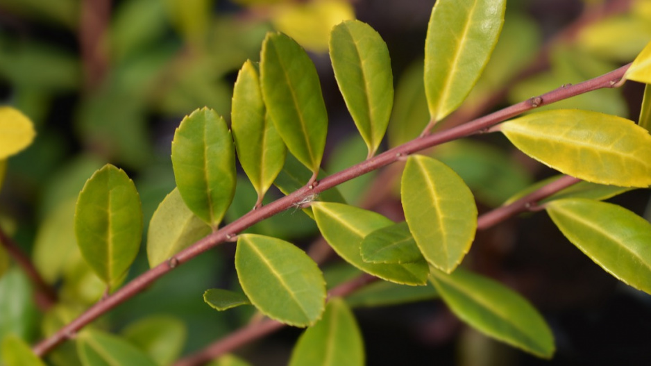 Cesmína vroubkovaná (Ilex crenata) ’Golden Gem’