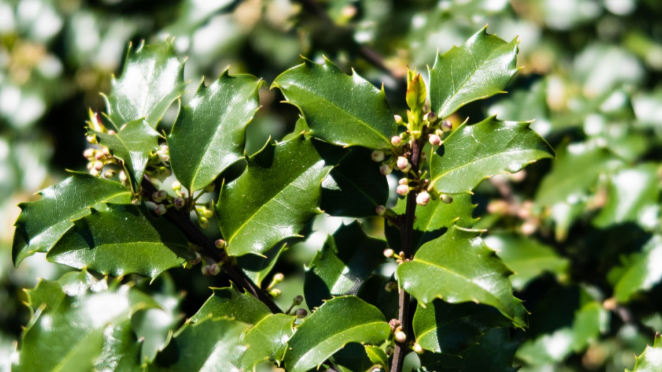 Cesmína modrá (Ilex x meserveae) ’Blue Princess’