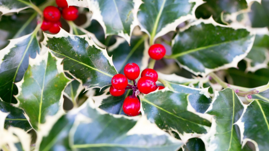 Cesmína ostrolistá (Ilex aquifolium) 'Silver Queen'