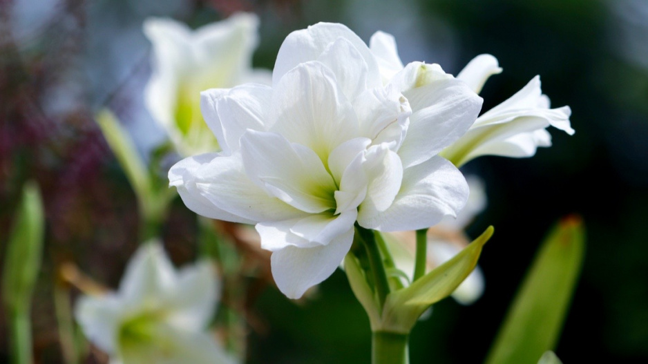 Hvězdník (Hippeastrum) ’Alfresco’