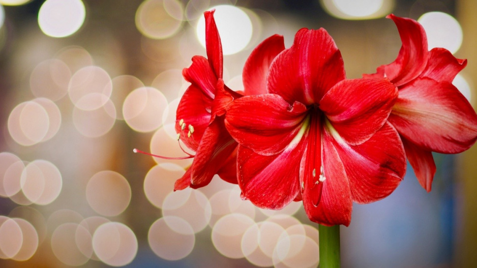 Hvězdník (Hippeastrum) s červenými květy