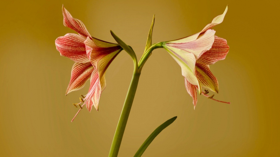 Hvězdník (Hippeastrum) ’Exotic Star’