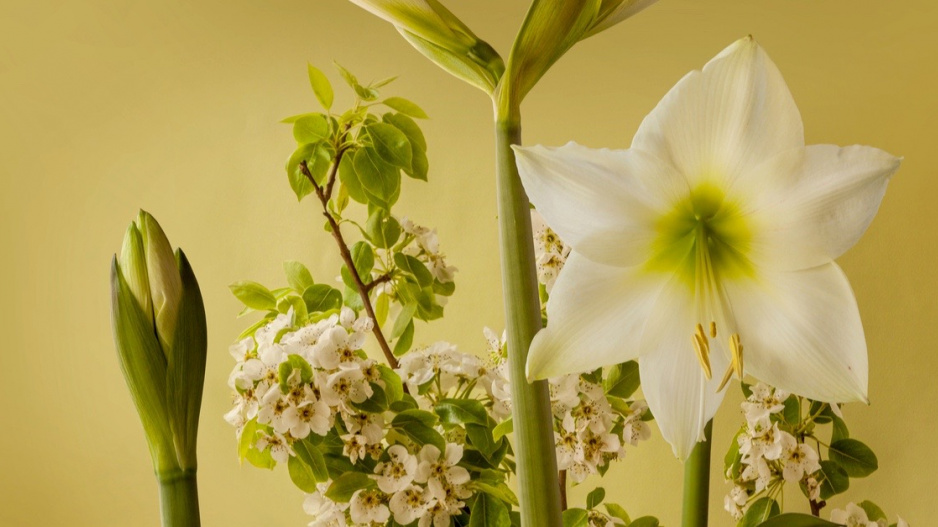 Hvězdník (Hippeastrum) ’Lemon Star’