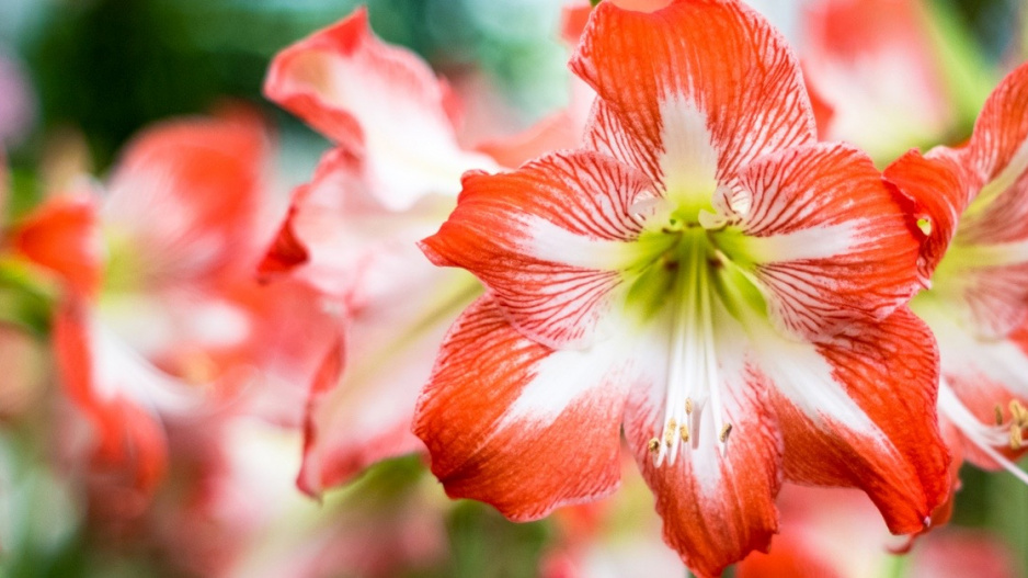 Květy hvězdníku (Hippeastrum)