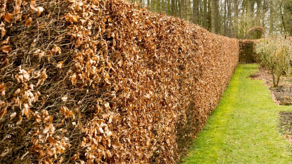 Živý plot z buku lesního (Fagus sylvatica)