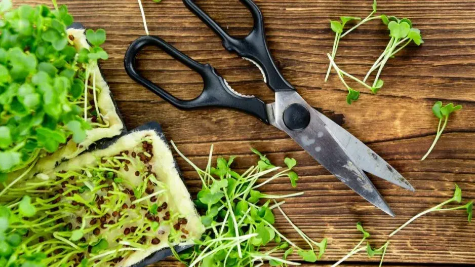 Klíční rostlinky řeřichy seté