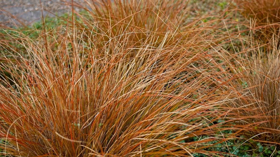 Ostřice Buchananova (Carex buchananii)