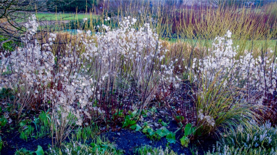 Měsíčnice roční (Lunaria annua)