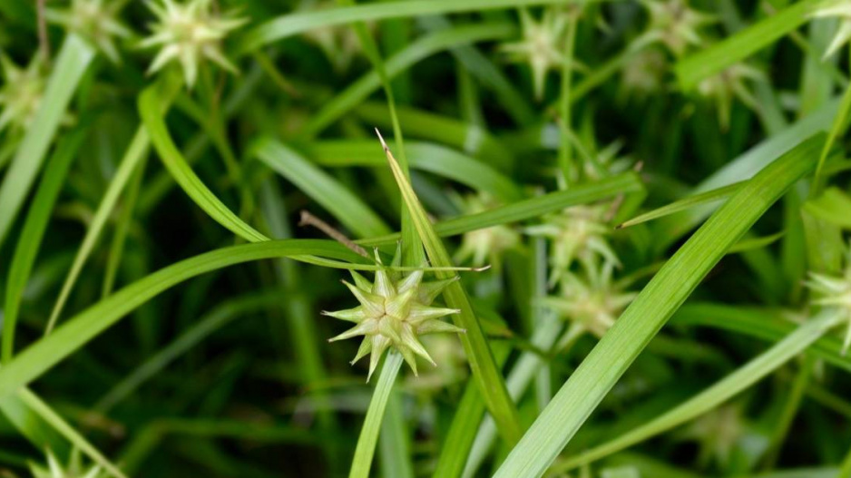 Ostřice Grayova (Carex grayi)