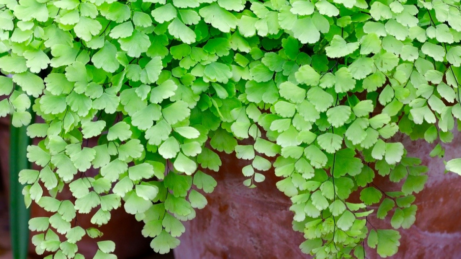 Netík Raddiho (Adiantum raddianum)