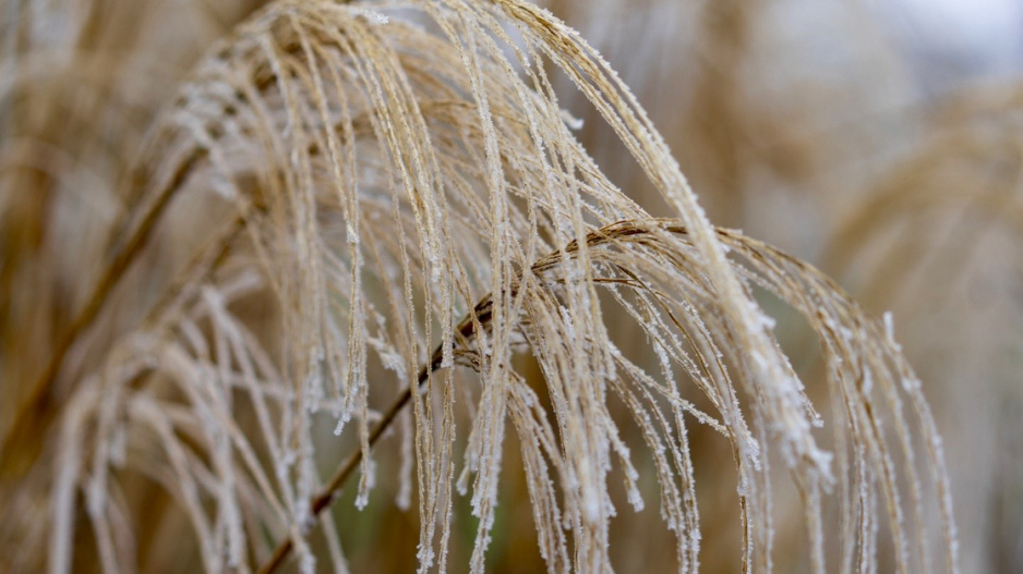 Ozdobnice (Miscanthus)