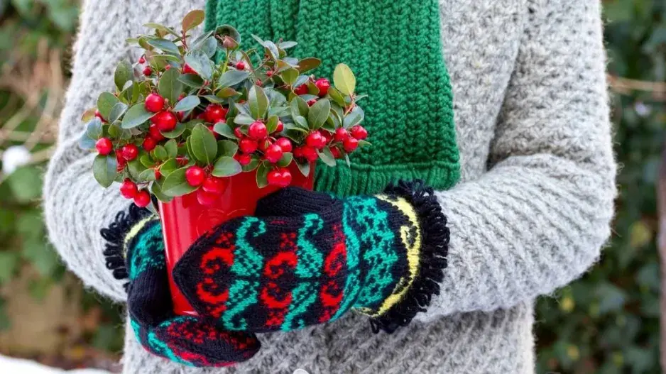 Libavka poléhavá (Gaultheria procumbens)