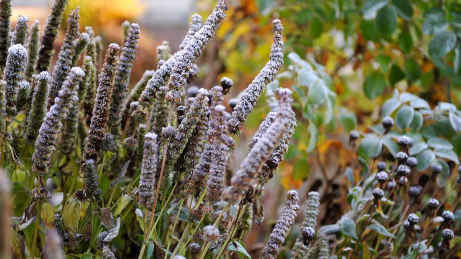 Ojíněná květenství agastache (Agastache)